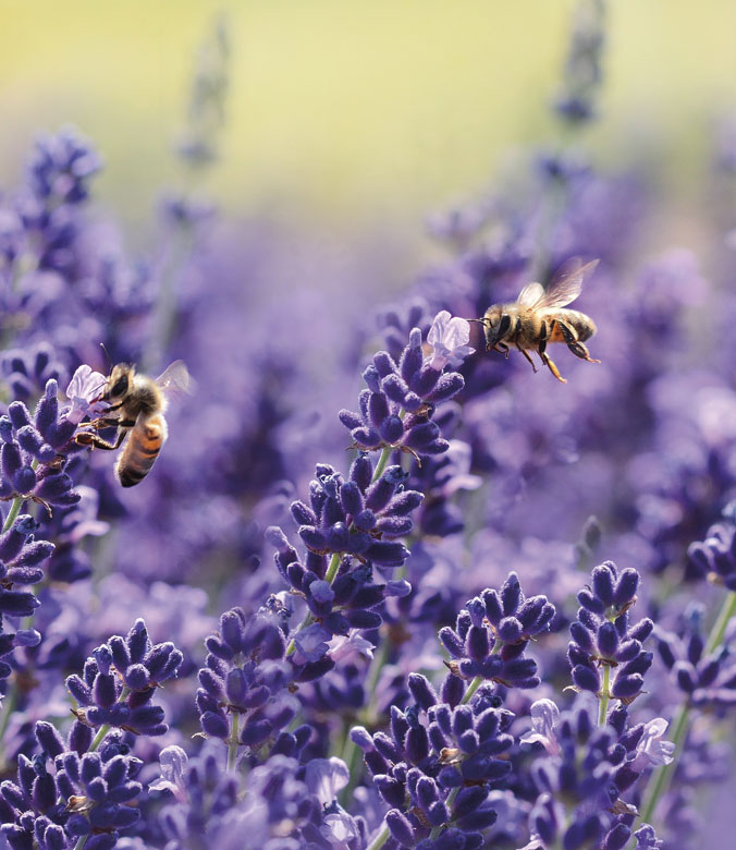 experiencias-miel-camino-de-santiago
