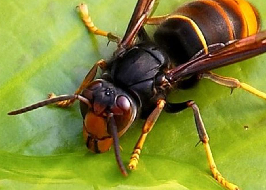 identificacion-y-retirada-nidos-vespa-velutina-en-el-bierzo
