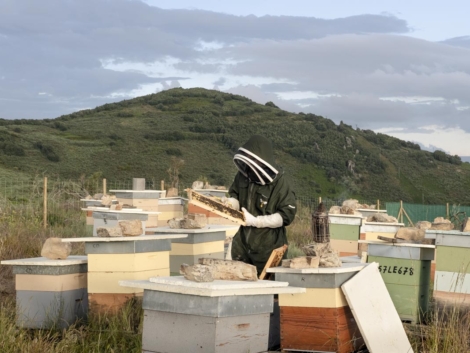 apadrinar colmena de abejas