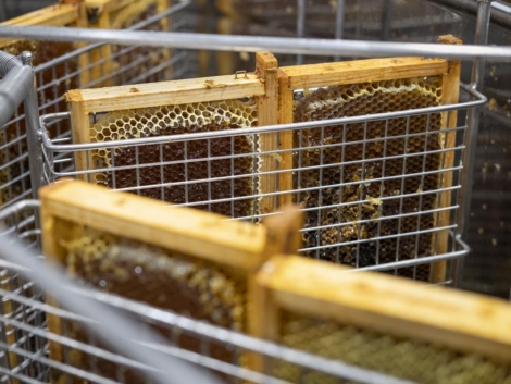 miel de castaño en madrid