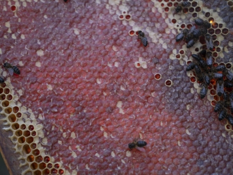 Propiedades de la miel